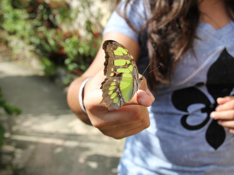 Butterfly rests on girl's finger