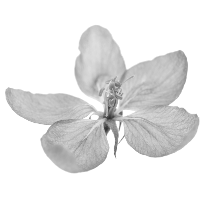 Apple tree blossom