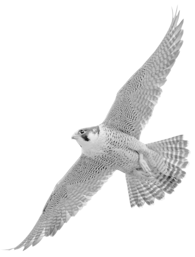 Peregrine falcon in flight
