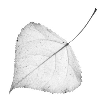 cottonwood leaf cutout