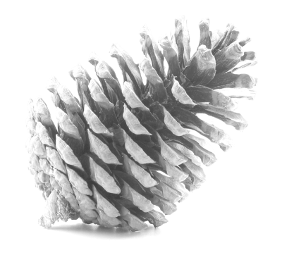 pine cone
