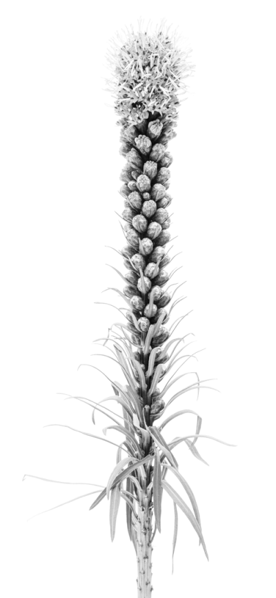 Blazing Star plant