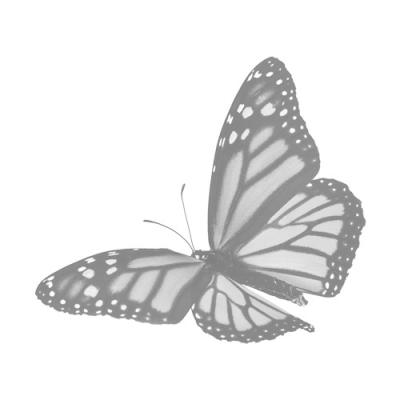 monarch butterfly in flight