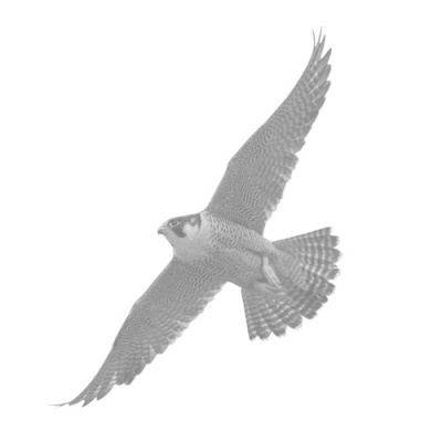 peregrine falcon in flight