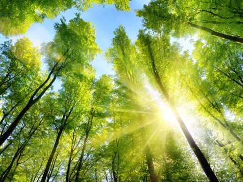 Sunlight shining through trees