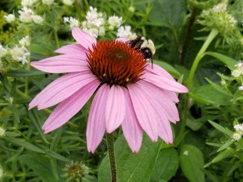 Bee on coneflower