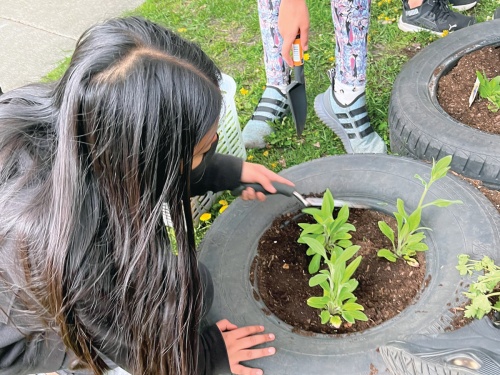 Students digging in a garden