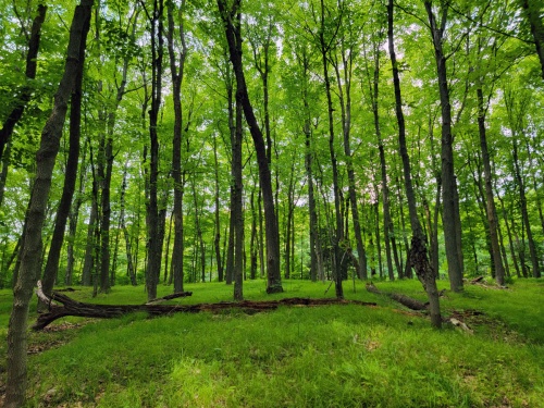 forest in spring