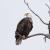 Bald eagle perched on a bare branch