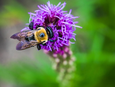 Bee on Blazing Star blooms