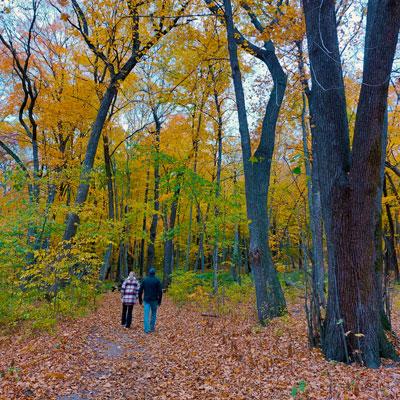 People walk on trail full of fall color