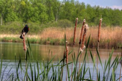 Red-winged blackbird on cattails by water