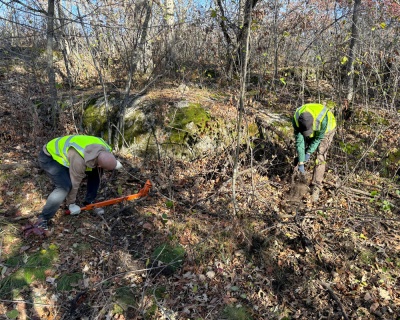 Hard at work removing buckthorn