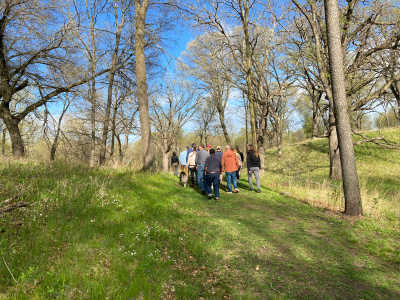 Group walking among budding oaks in springtime