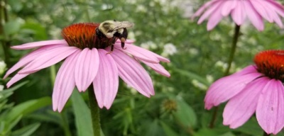 bee on coneflower