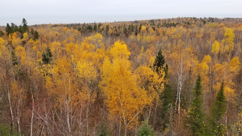 Fall foliage landscape, outlook over poplar trees