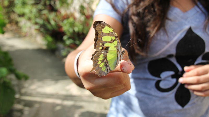 Butterfly rests on girl's finger