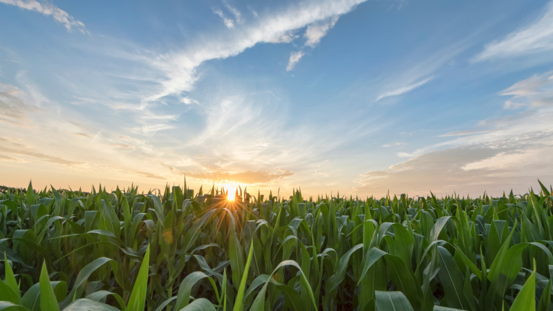 Cornfield and cloudy wisps at sunset