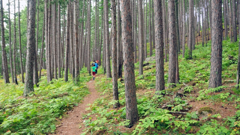 group of kids hikes in forest