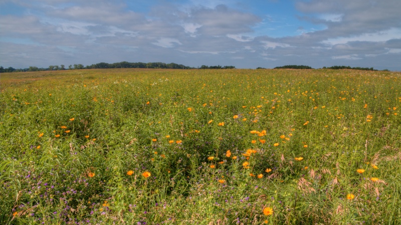 Blooming prairie in Lake Shetek State Park