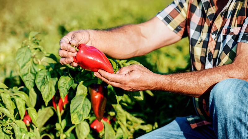 Farmer in field inspects bell pepper