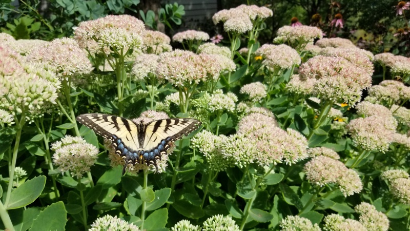 Swallowtail butterfly rests on sedum plants