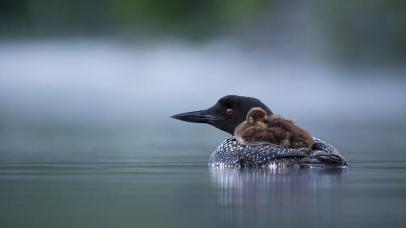 Mother and Baby loon on a misty morning