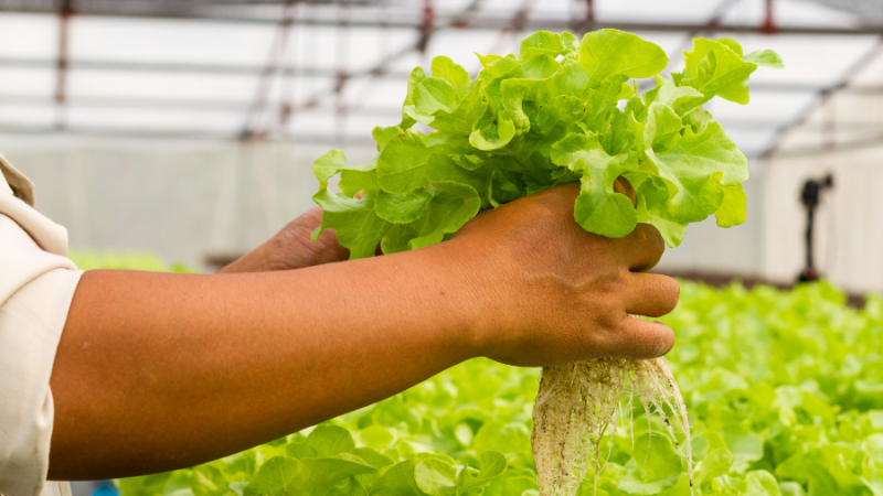 picking lettuce in greenhouse