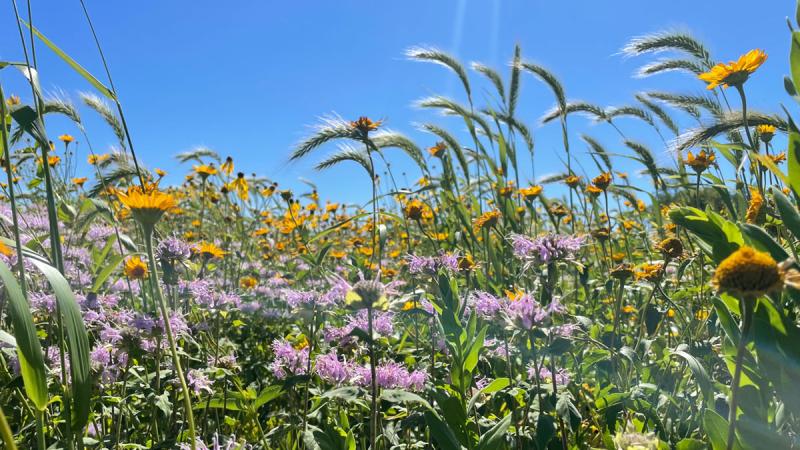 flower and grasses in a pollinator-friendly field