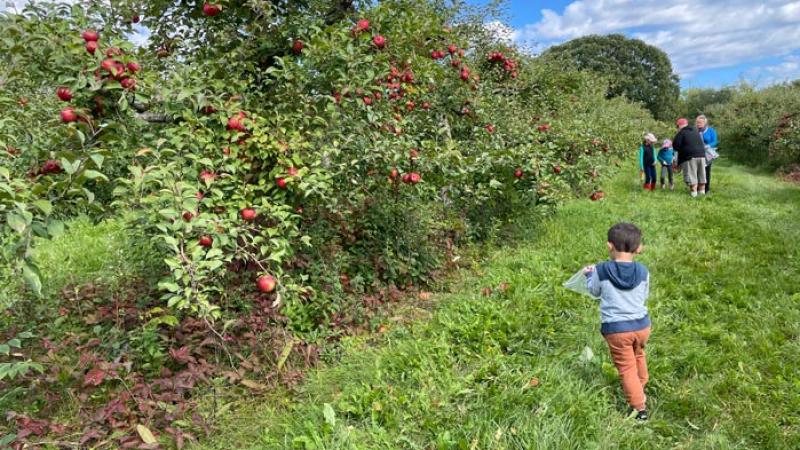 family picks apples at orchard
