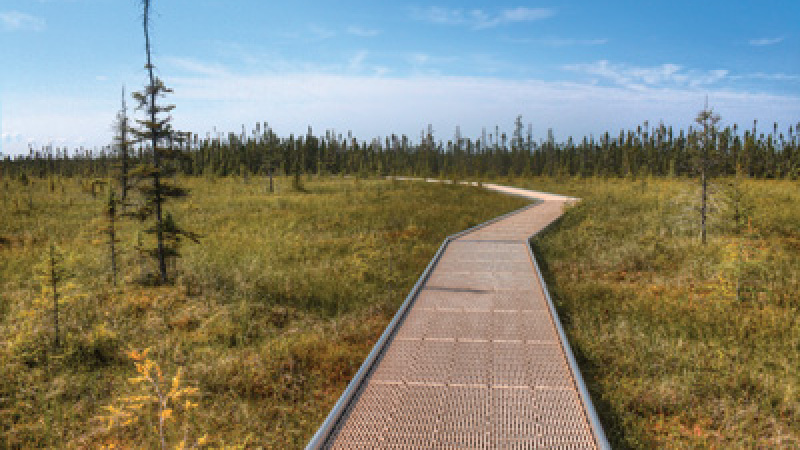 A path through Big Bog State Park