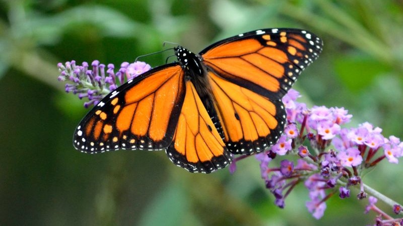 butterfly on a wildflower