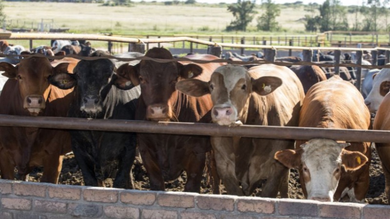 cows at a feedlot