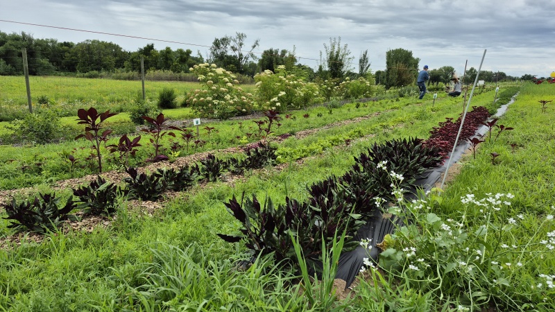 sustainable agriculture