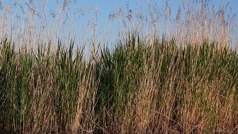 wild rice waters