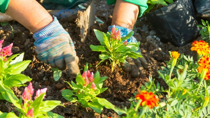 close up of planting a garden