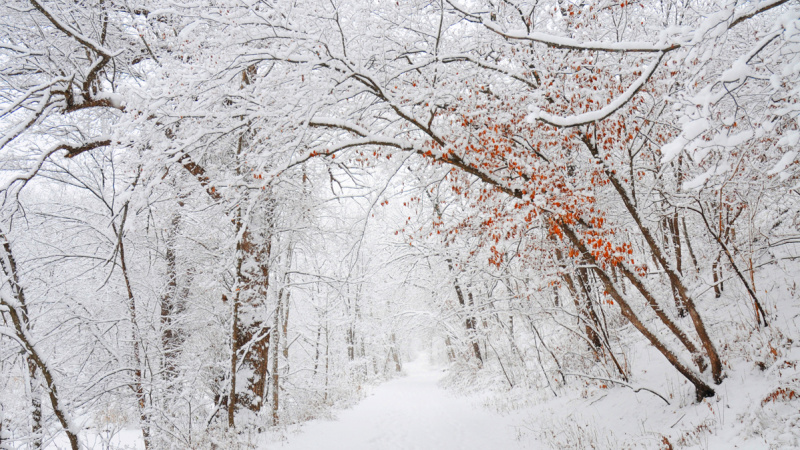 snowy path through the woods
