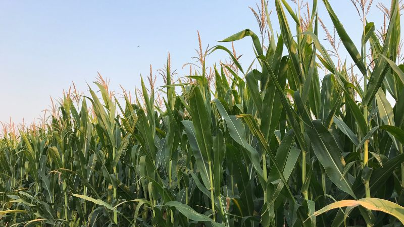 cornfield