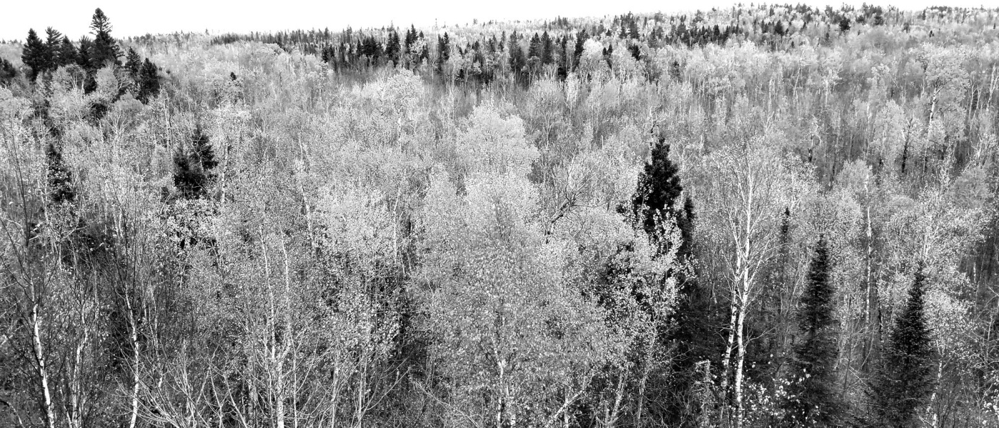 outlook over trees