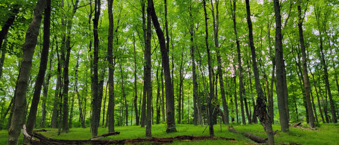 forest in spring