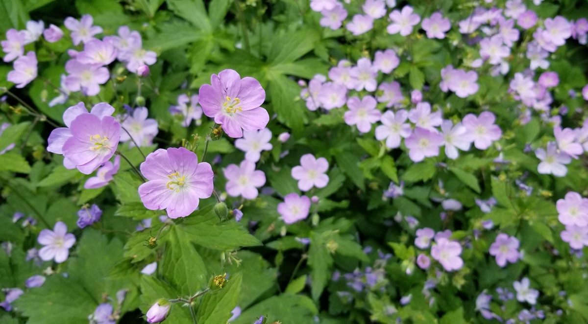 flowers