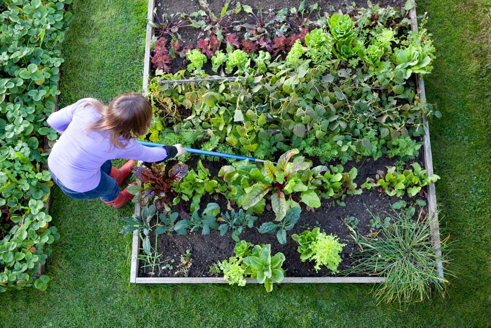 Gardener hoes raised bed of vegetables