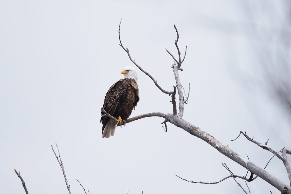 Bald eagle perched on a bare branch