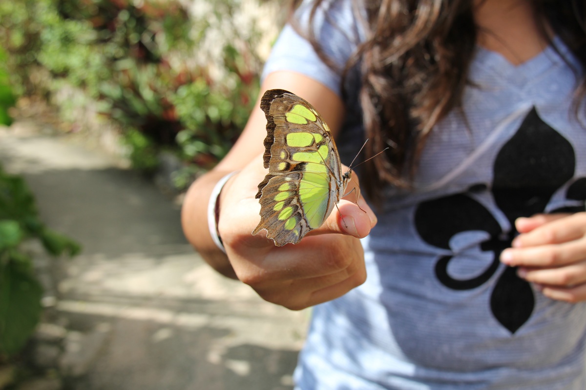 Butterfly rests on girl's finger