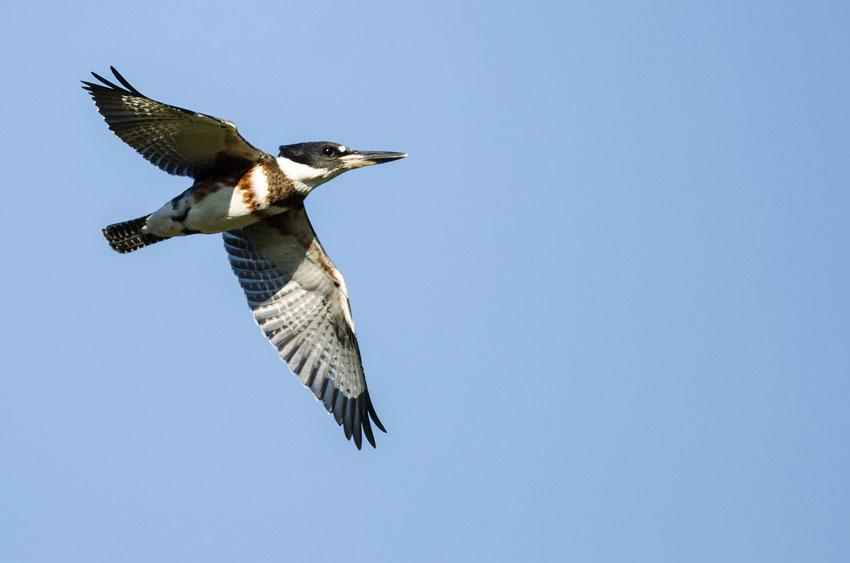 Belted kingfisher flying