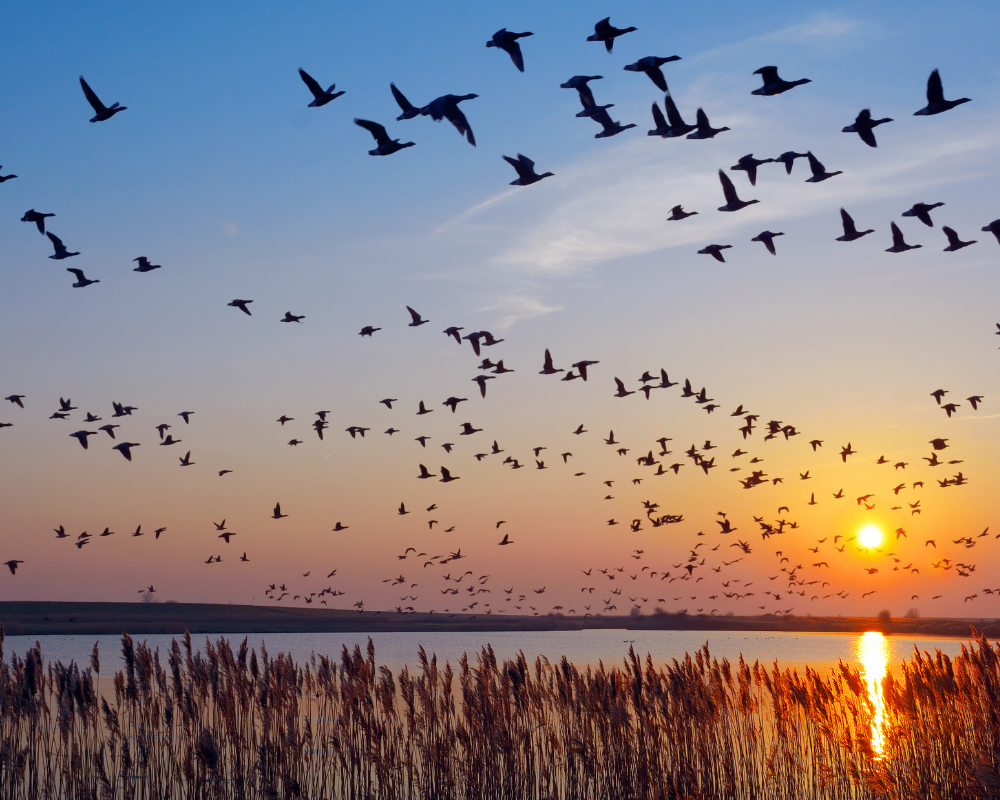 Migrating Waterfowl