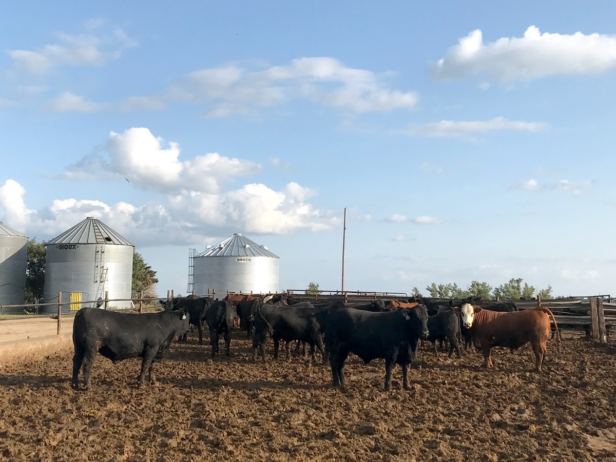 cows standing in muddy field