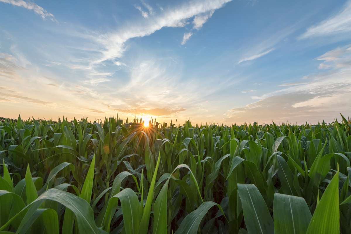 Cornfield and cloudy wisps at sunset