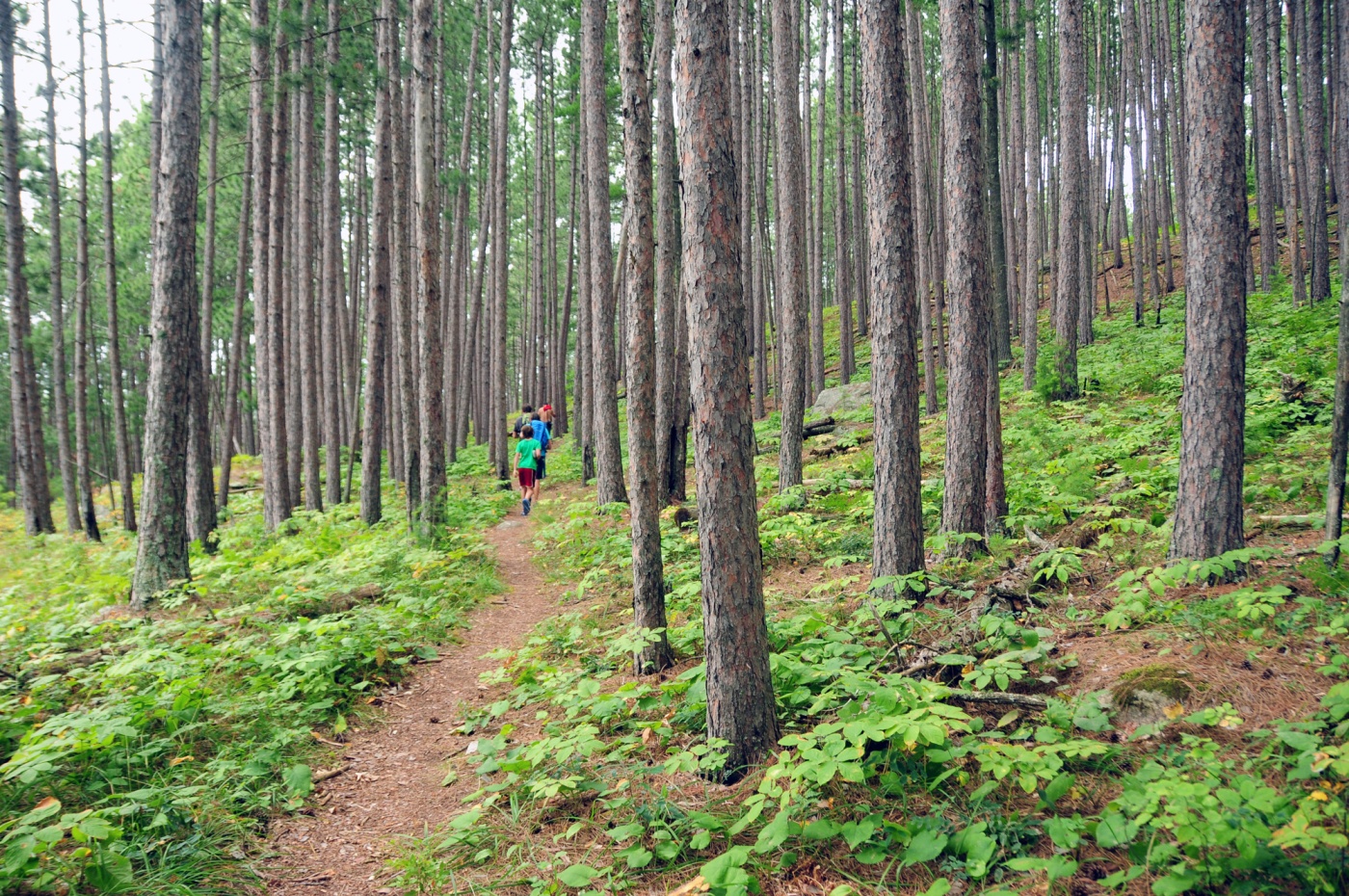 group of kids hikes in forest