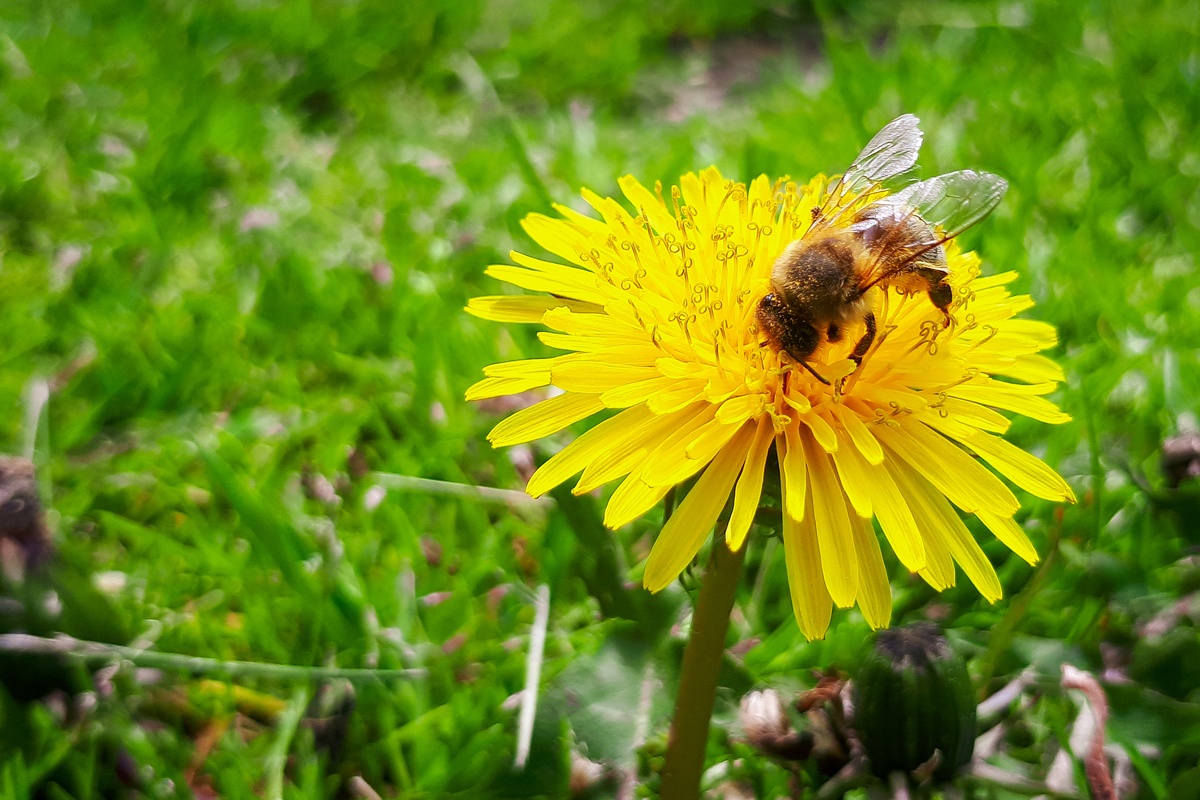 Bee on a dandelion